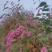 水红花狗尾巴花