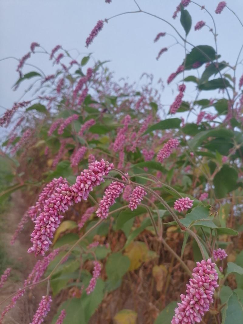 水红花狗尾巴花
