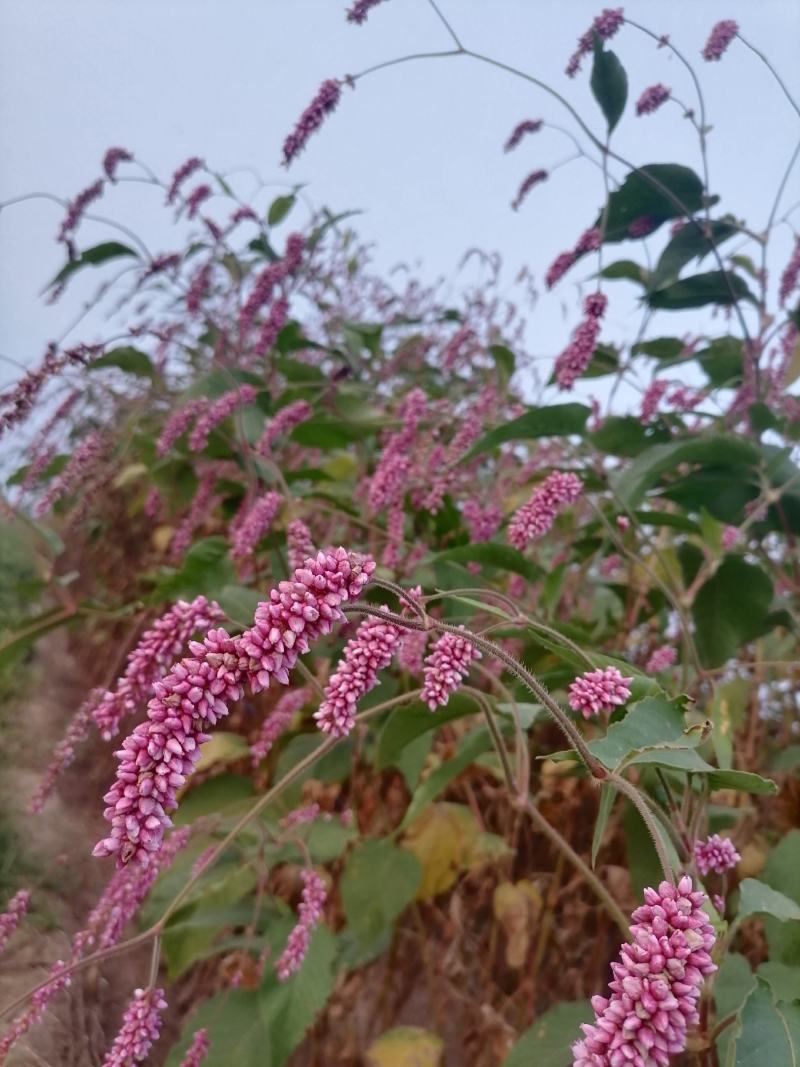 水红花狗尾巴花