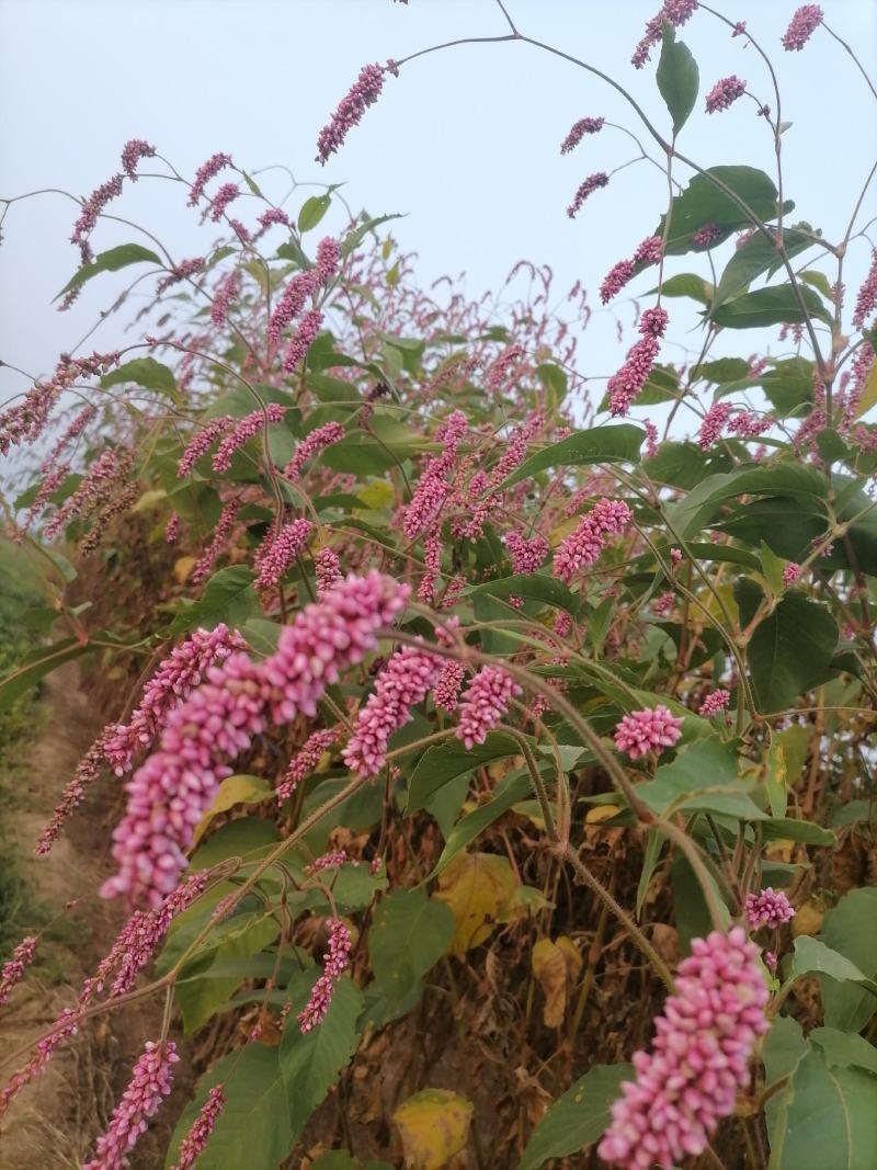 水红花狗尾巴花