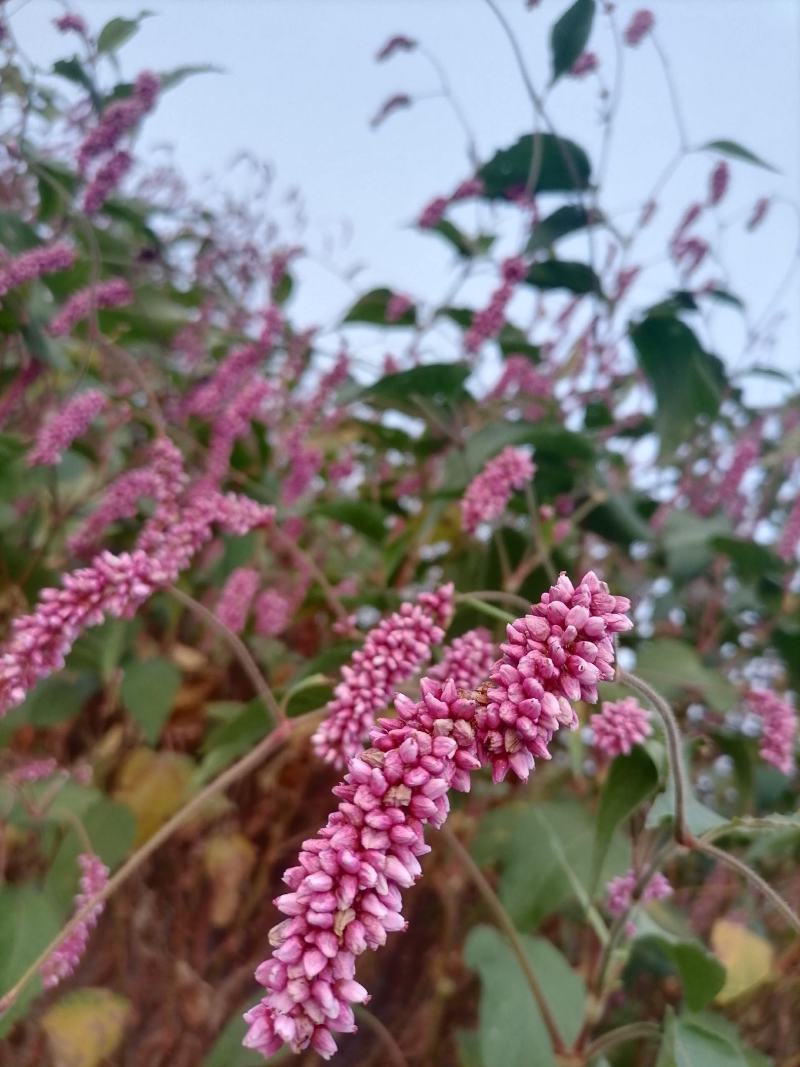 水红花狗尾巴花