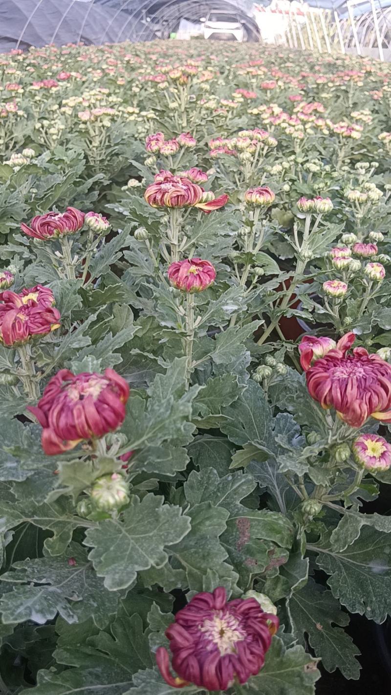 菊花盆栽各种菊花盆栽！170口径盆子绿化工程电商直供