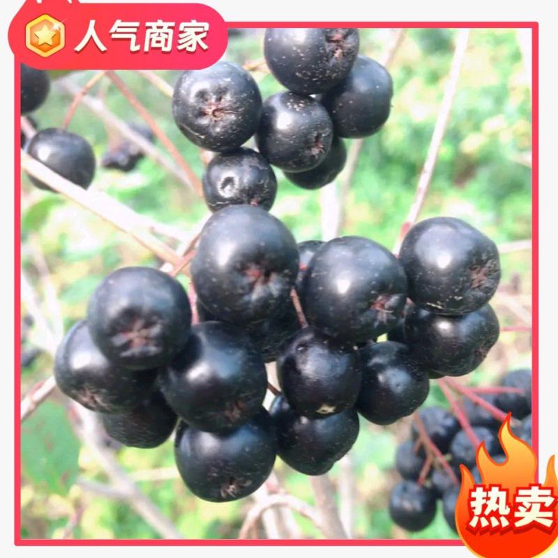 黑果花楸苗不老莓苗不怕冻南方北方盆栽地栽苗