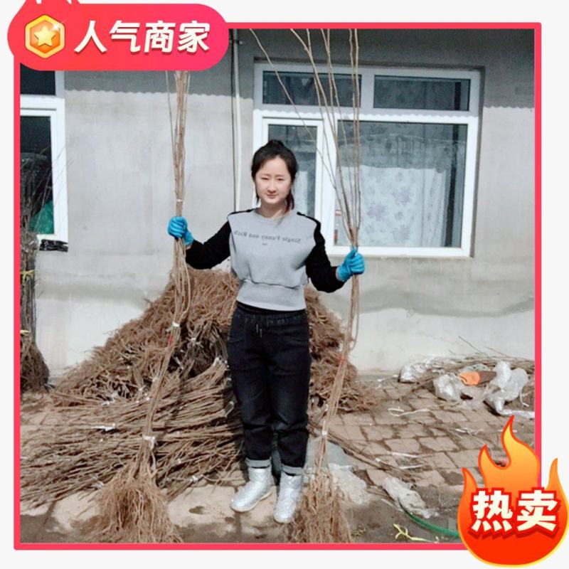 软枣猕猴桃苗龙城二号桓优一号魁绿品种齐全