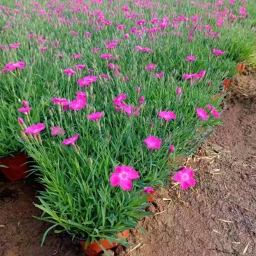 欧石竹，花海欧石竹基地，苗圃出货，质优价廉