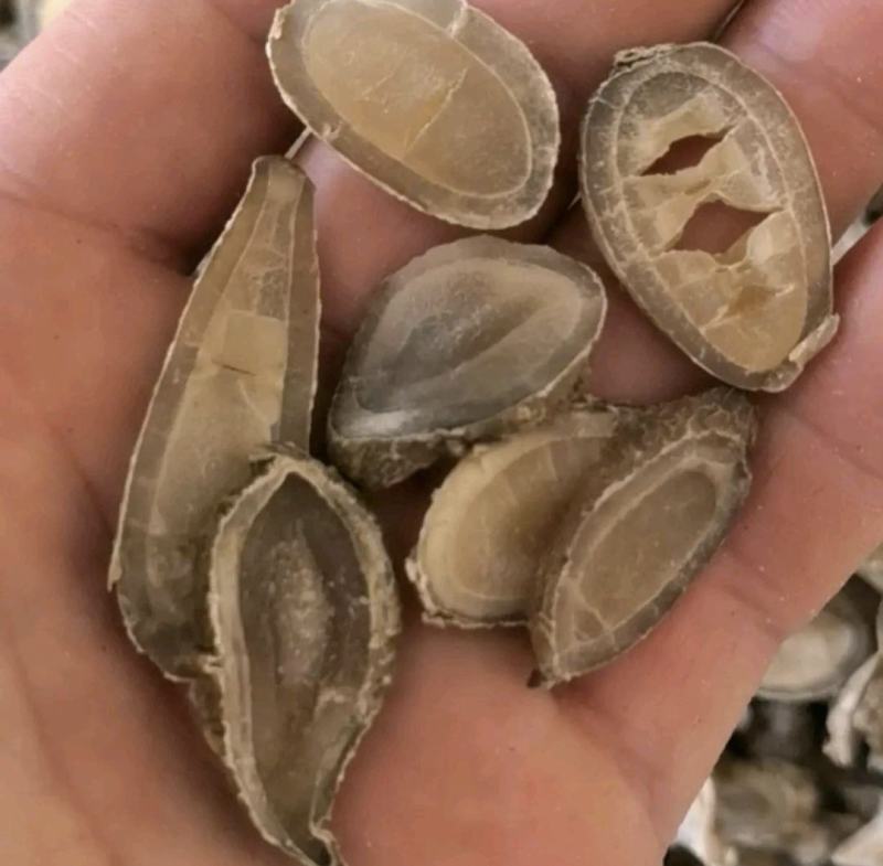 郁金广郁金新货产地一手货源质量保证实拍现货24小时内发货