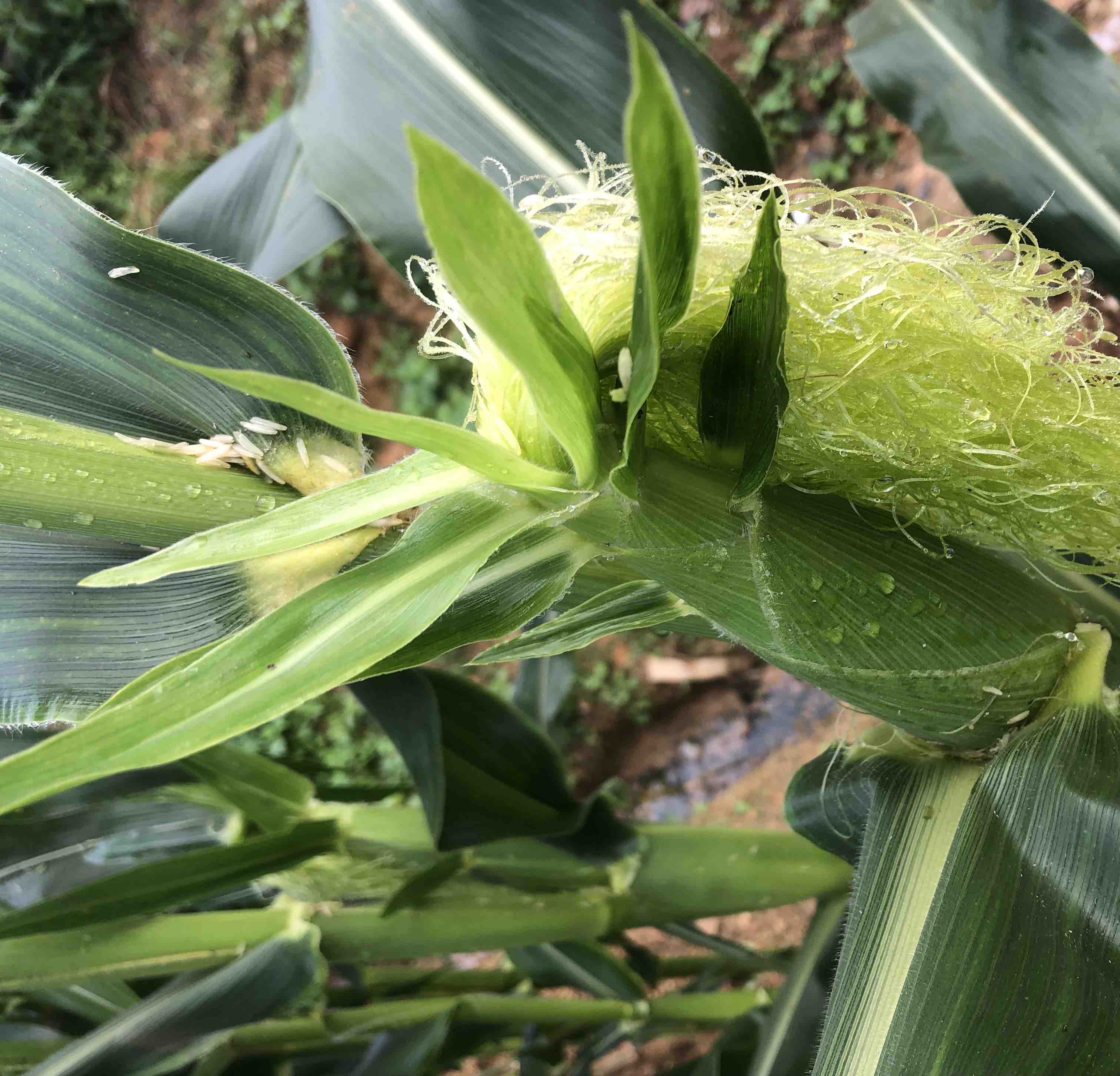 甜玉米疏果前后对比图