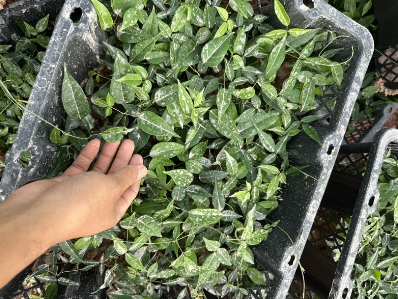 批发牛大力种苗，中叶，小叶改良高产量品种