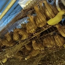 淘汰鹌鹑