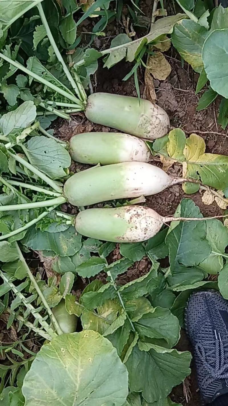 青萝卜791.虞美人大量出售，质量很好