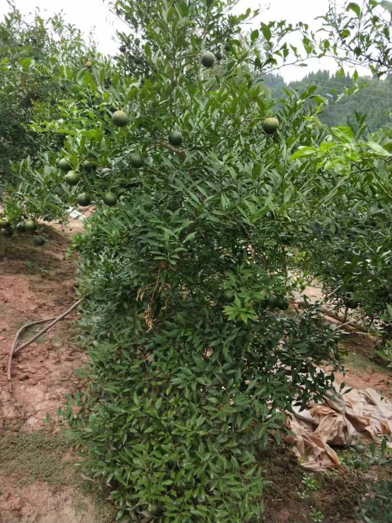 资阳软枝小叶香橙种子