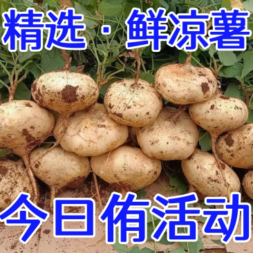 豆薯凉薯地瓜产地看货论价保质保量欢迎订购