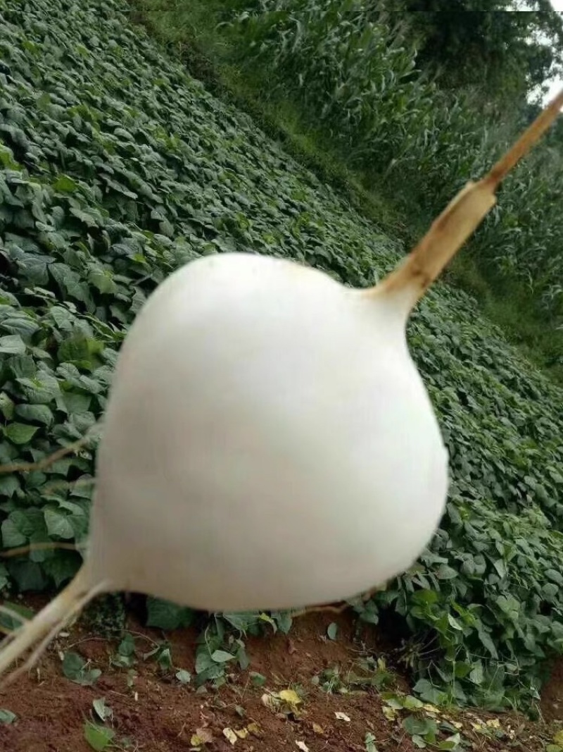 豆薯凉薯地瓜产地看货论价保质保量欢迎订购