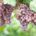 产地直供龙眼葡萄天然种植水果5斤10斤装一件代发