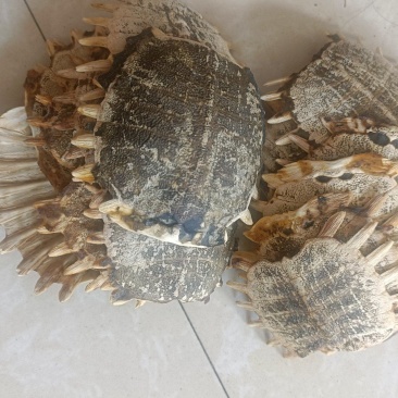 甲鱼壳