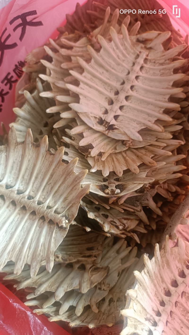 甲鱼壳