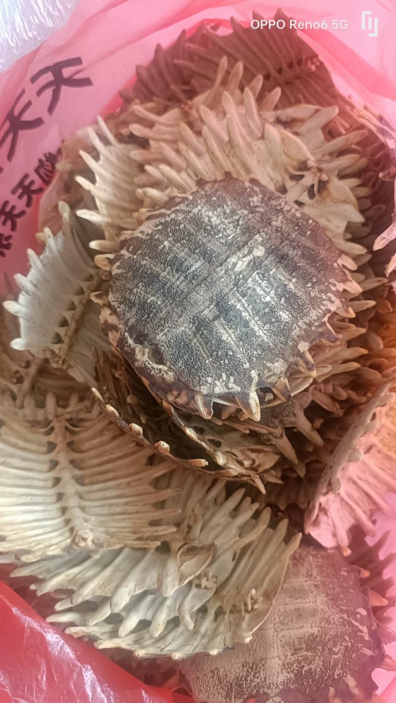 甲鱼壳