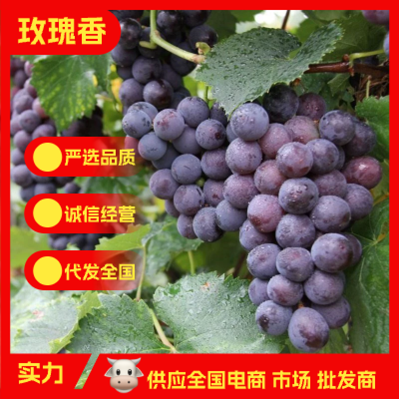 产地直供玫瑰香葡萄水果葡萄5斤10斤装代发