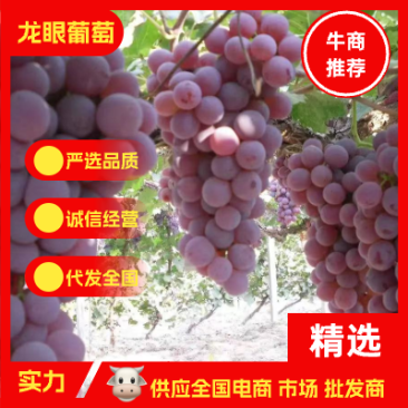 产地直供基地直供龙眼葡萄无籽一件代发5斤10斤装