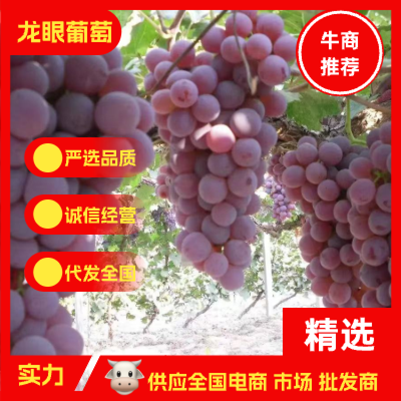 产地直供基地直供龙眼葡萄无籽一件代发5斤10斤装