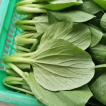 上海青，油菜，快菜，小白菜