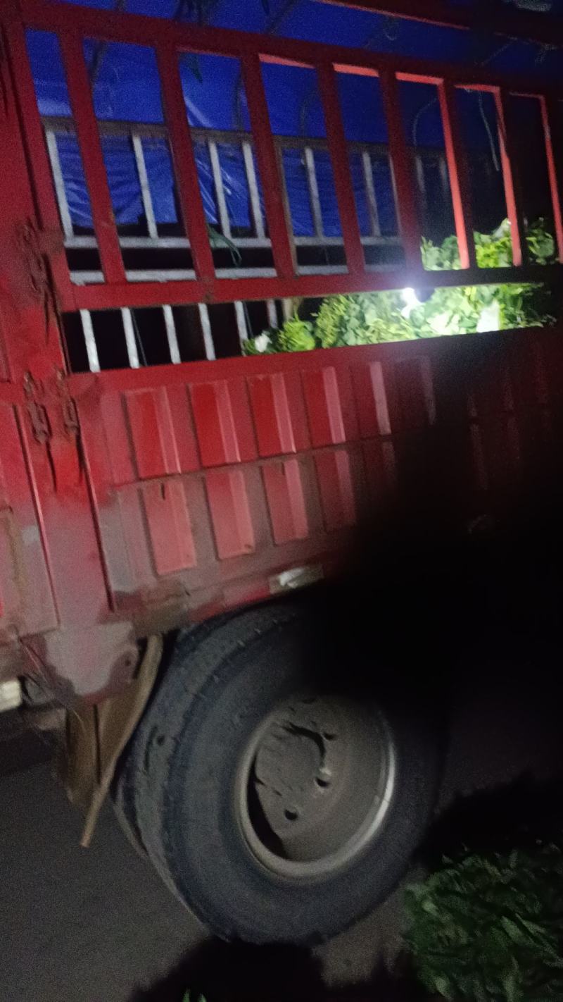 地瓜苗