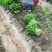 山东香菜大量上市中对接商超农贸电商平台支持全国发货