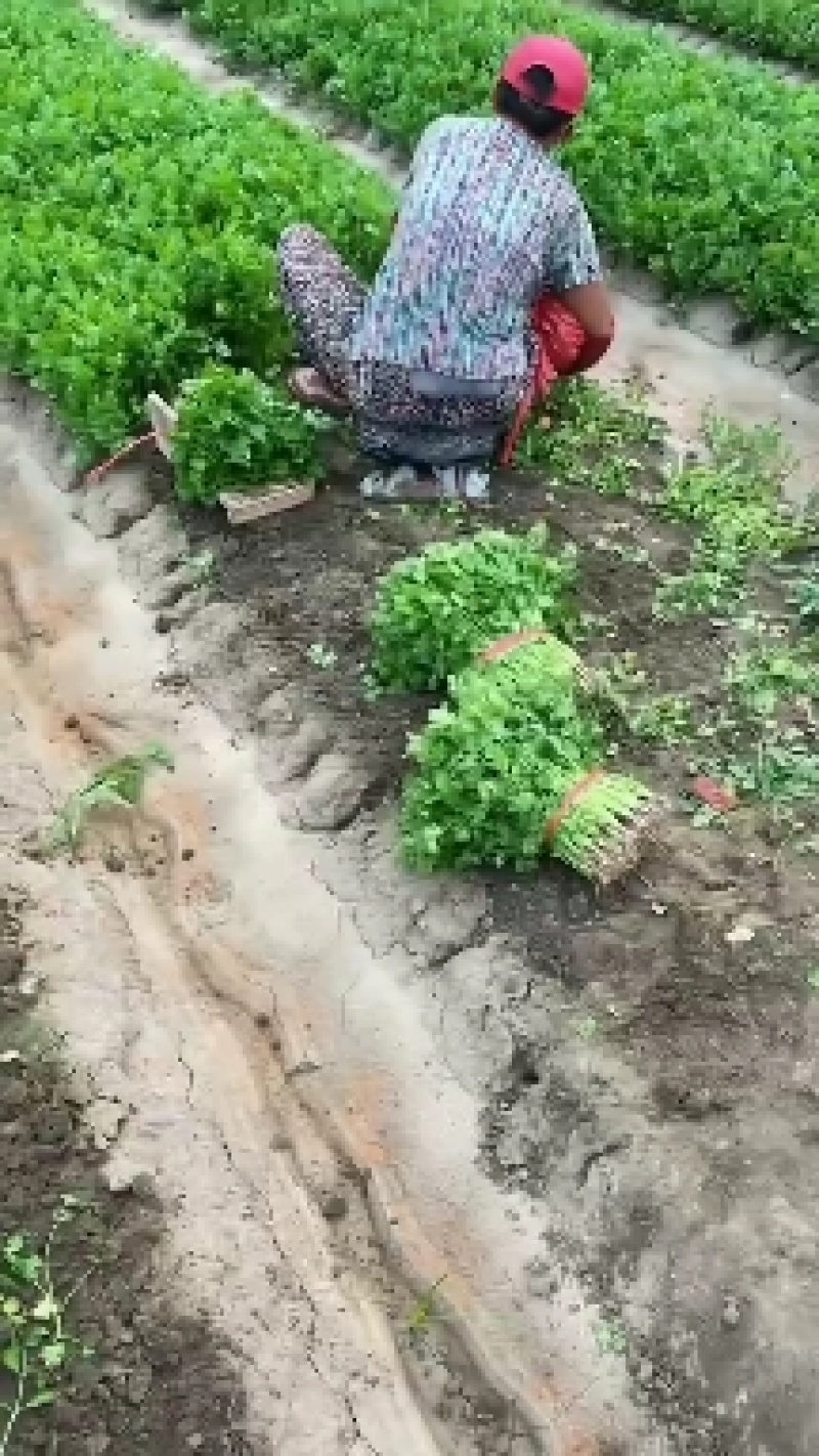 山东香菜大量上市中对接商超农贸电商平台支持全国发货