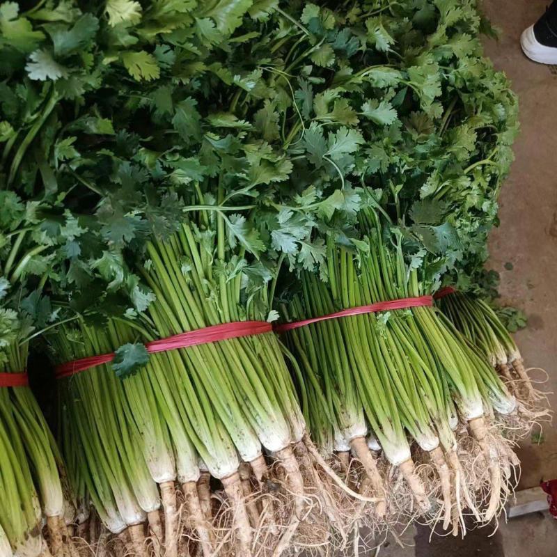 山东香菜大量上市中对接商超农贸电商平台支持全国发货
