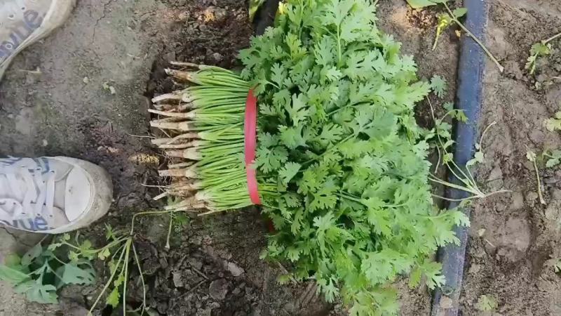 山东香菜大量上市中对接商超农贸电商平台支持全国发货