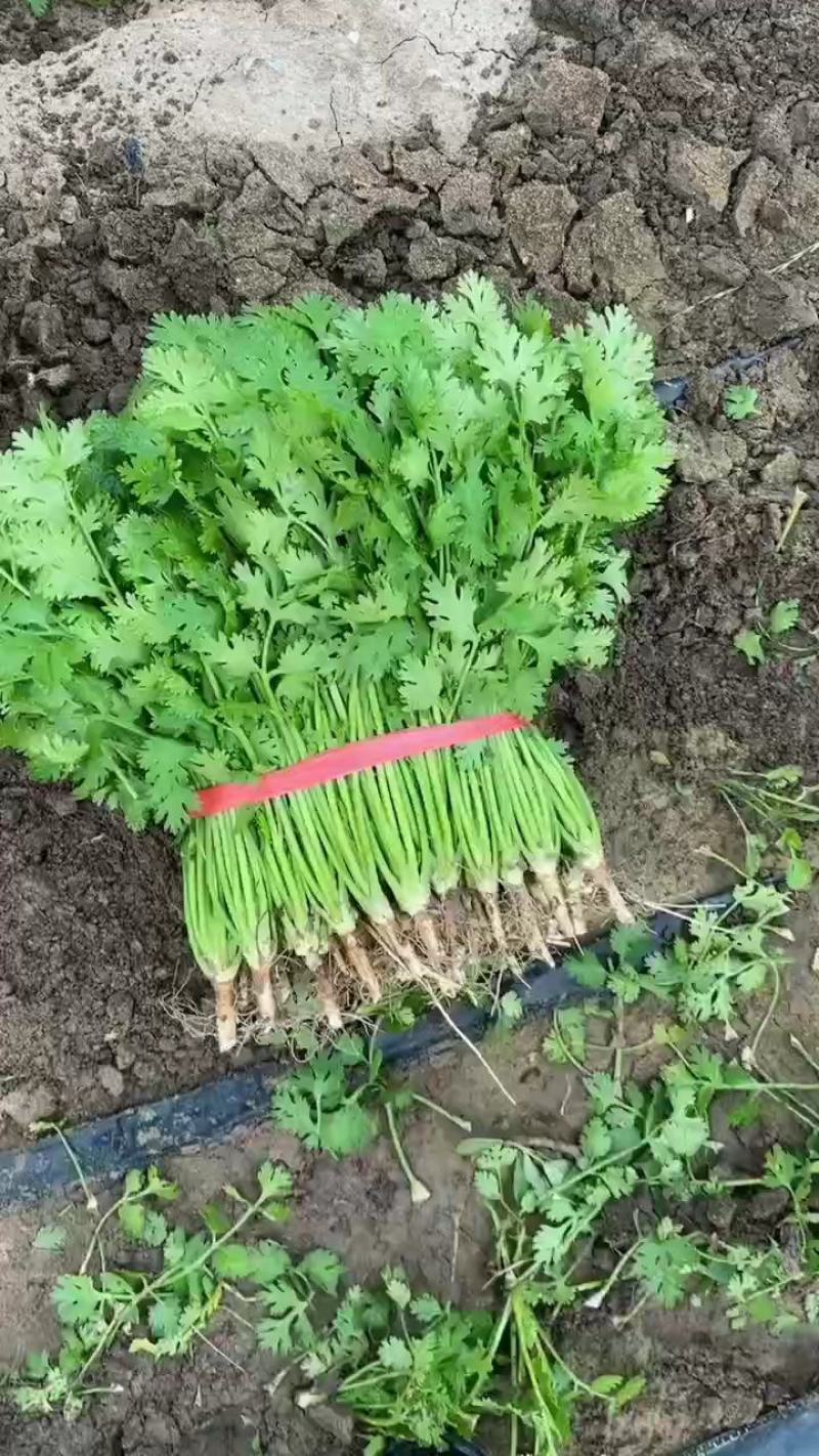山东香菜大量上市中对接商超农贸电商平台支持全国发货