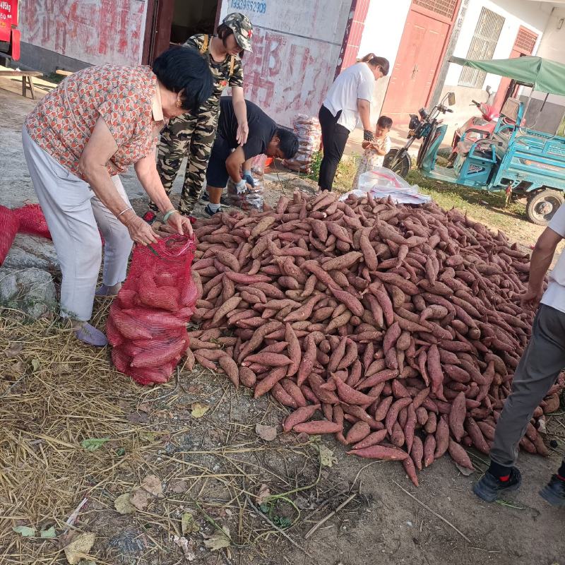 河南确山县瓦岗西瓜红薯