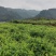 张家界罗塔坪长寿村霉茶