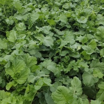青萝卜