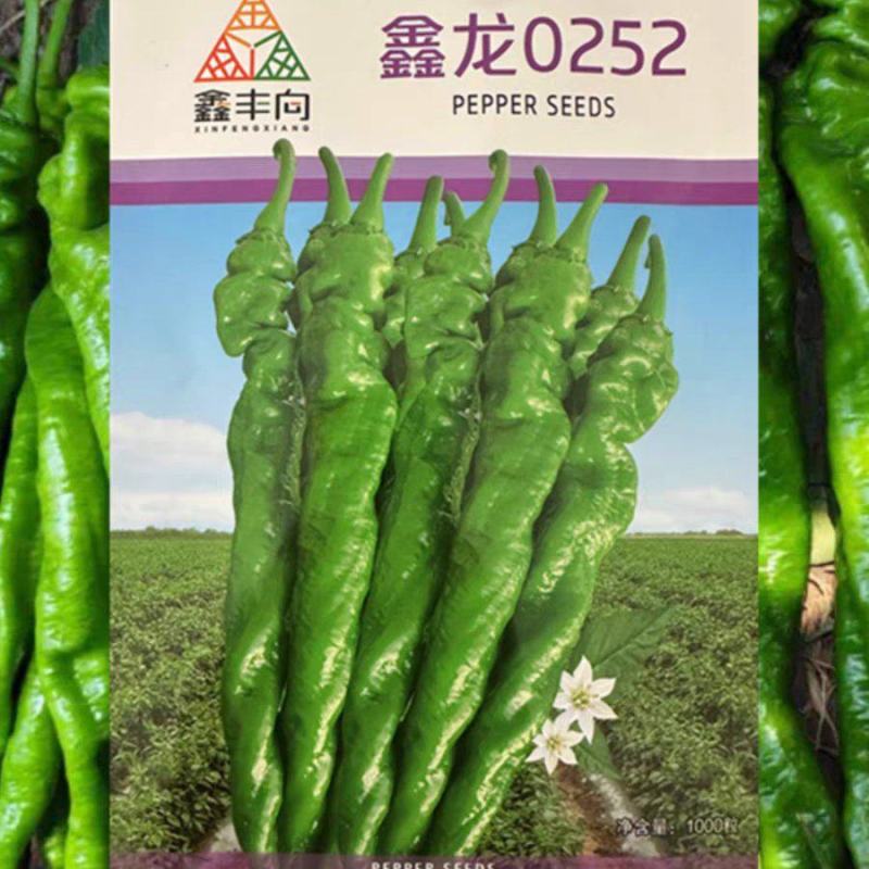 鑫龙0252大果螺丝椒种子全螺型陇椒籽香辣味浓秋早春秋延