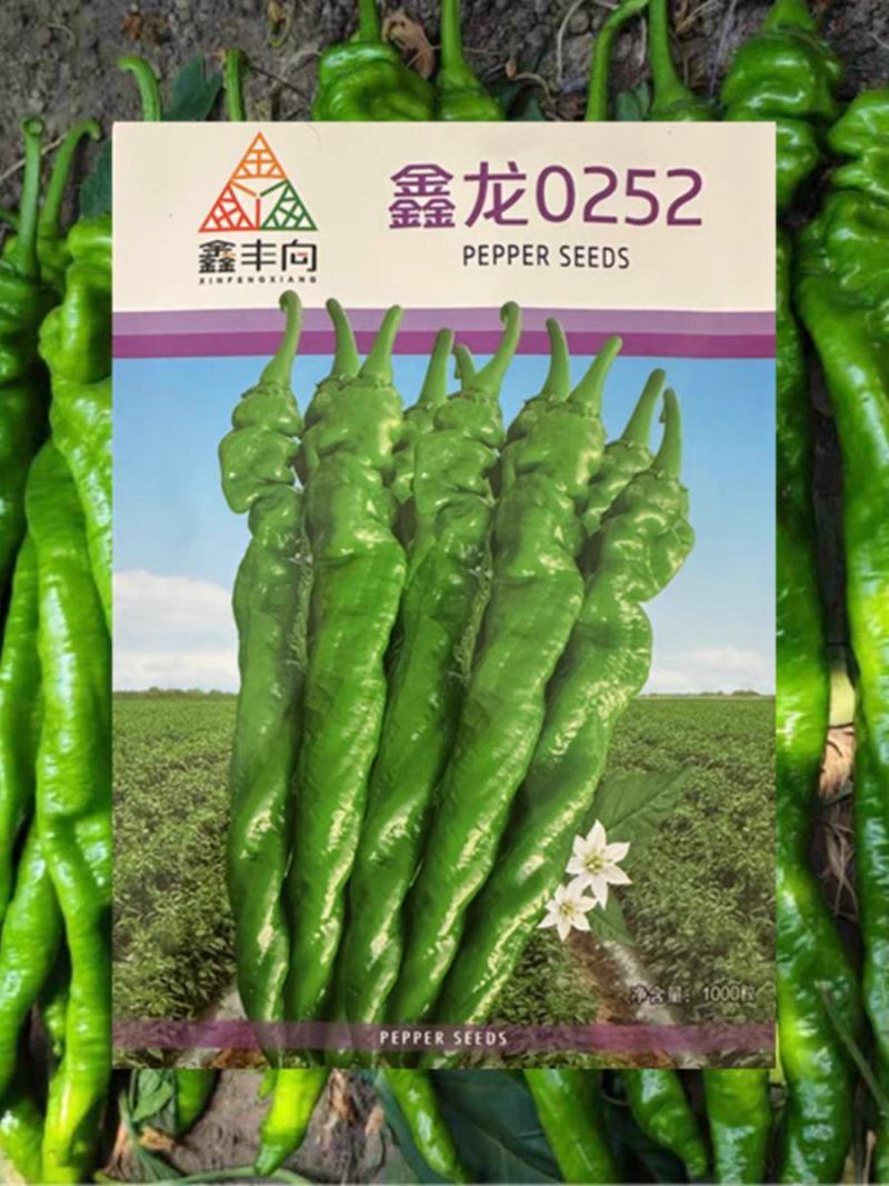鑫龙0252大果螺丝椒种子全螺型陇椒籽香辣味浓秋早春秋延
