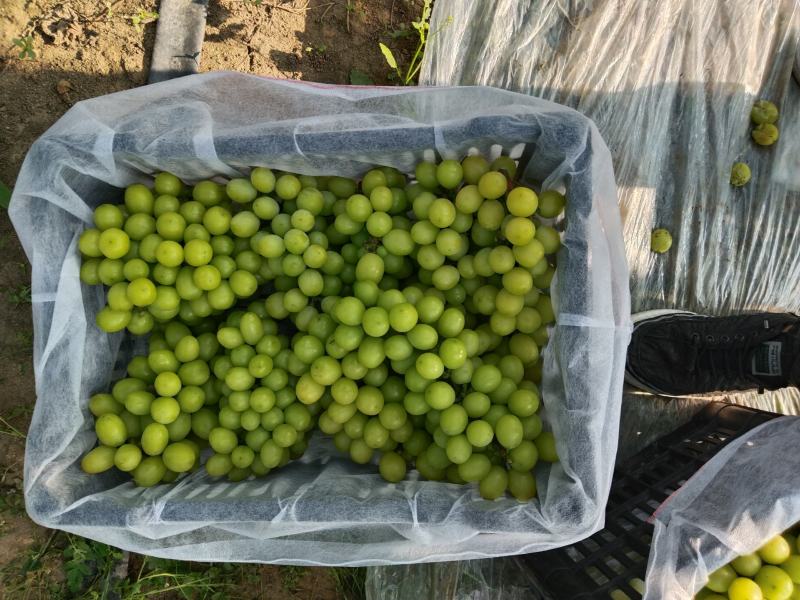 辽南阳光玫瑰6克以上，电商货，价格便宜