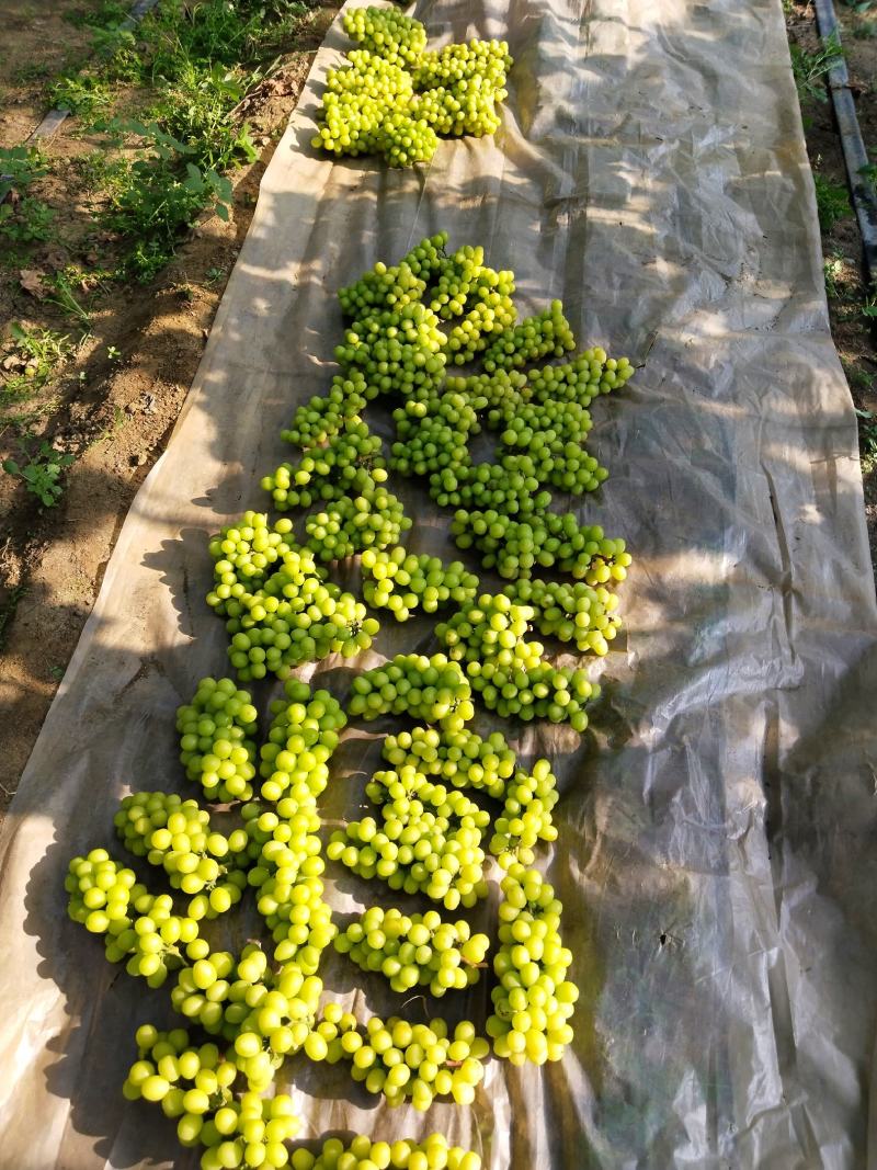 辽南阳光玫瑰6克以上，电商货，价格便宜