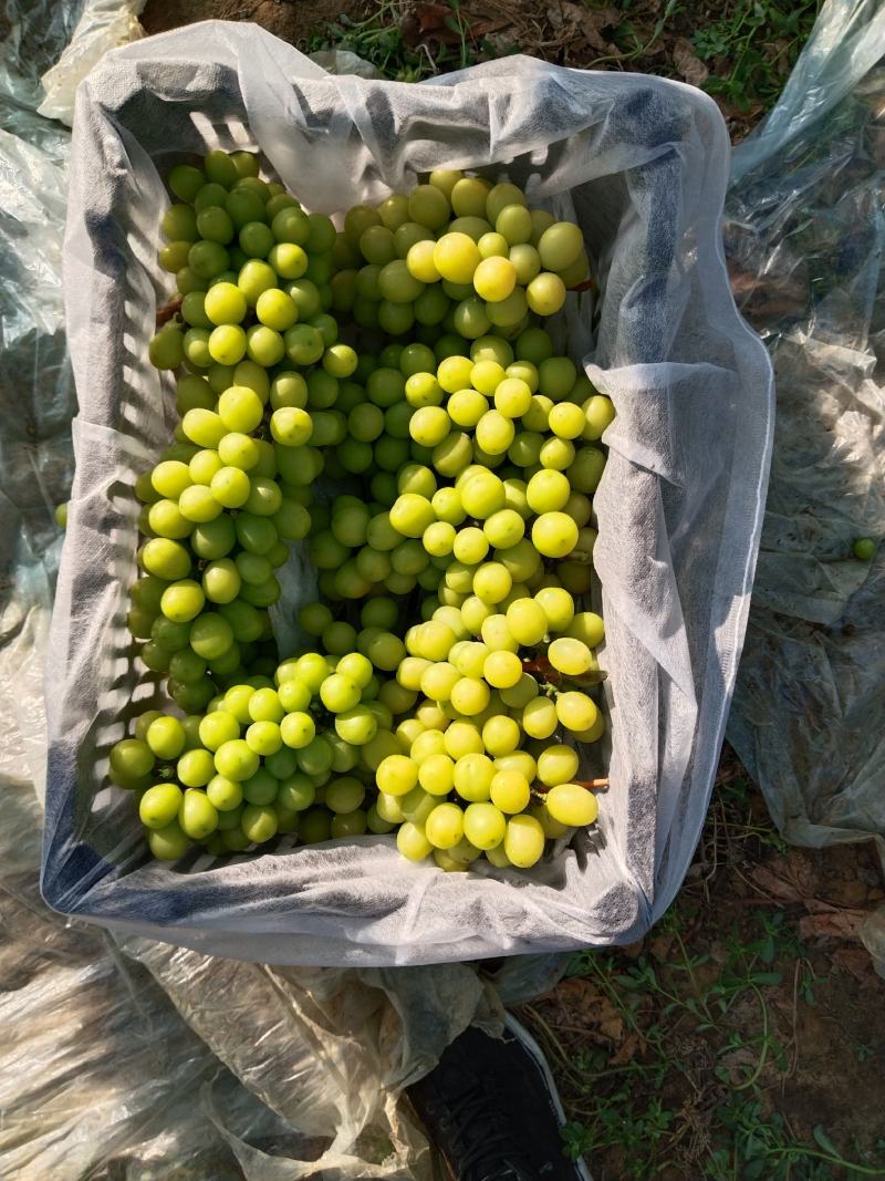 辽南阳光玫瑰6克以上，电商货，价格便宜