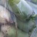 青皮萝卜大量上市，现要现拔，无黑斑，无糠心，大小车通装。