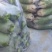 青皮萝卜大量上市，现要现拔，无黑斑，无糠心，大小车通装。