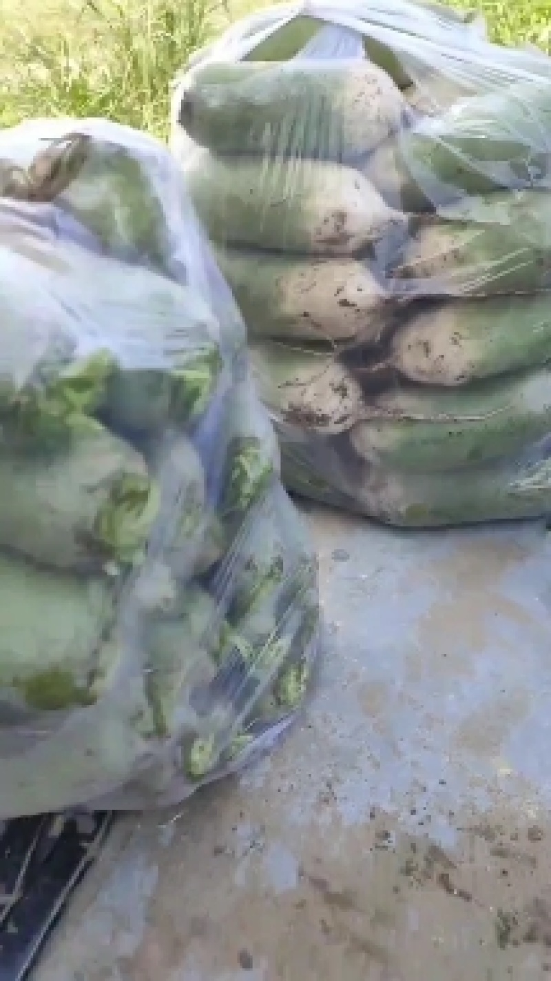 青皮萝卜大量上市，现要现拔，无黑斑，无糠心，大小车通装。