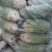 青皮萝卜大量上市，现要现拔，无黑斑，无糠心，大小车通装。