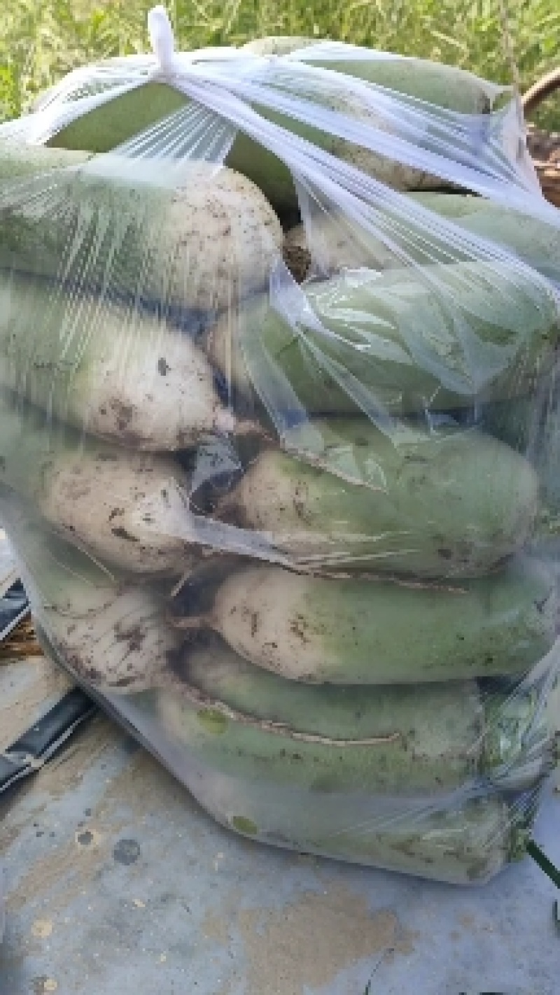 青皮萝卜大量上市，现要现拔，无黑斑，无糠心，大小车通装。