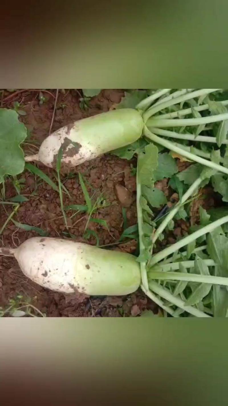 青皮萝卜大量上市，现要现拔，无黑斑，无糠心，大小车通装。