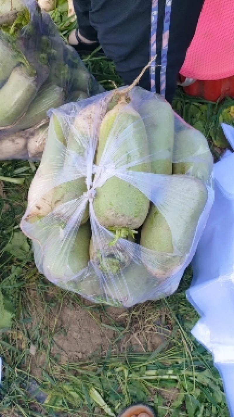 青皮萝卜大量上市，现要现拔，无黑斑，无糠心，大小车通装。