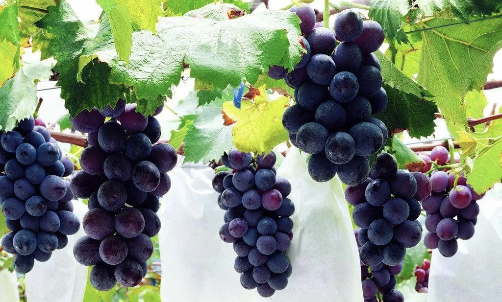 展示一颗饱满、颜色深紫红的红森红布林果实,背景为自然果园环境 红森红布林果实特写展示