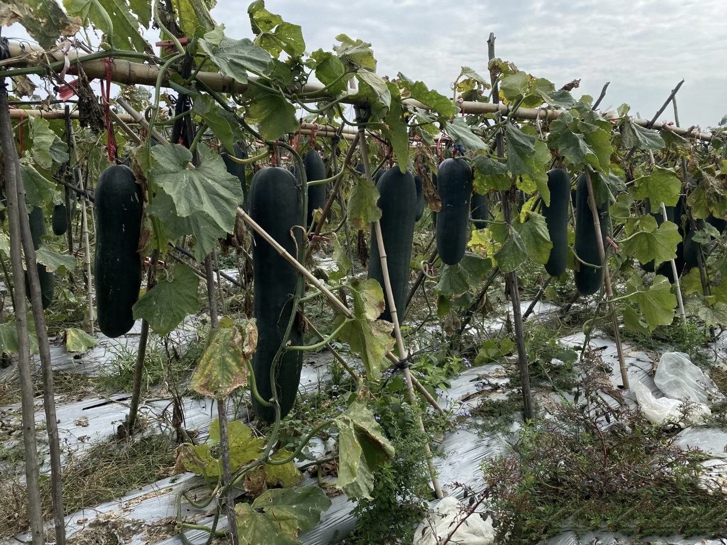 郸城冬瓜采摘现场