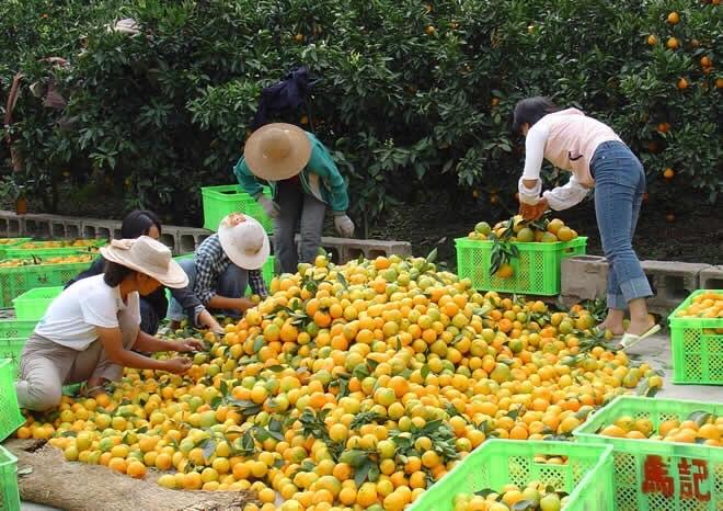 冰糖橙采摘现场