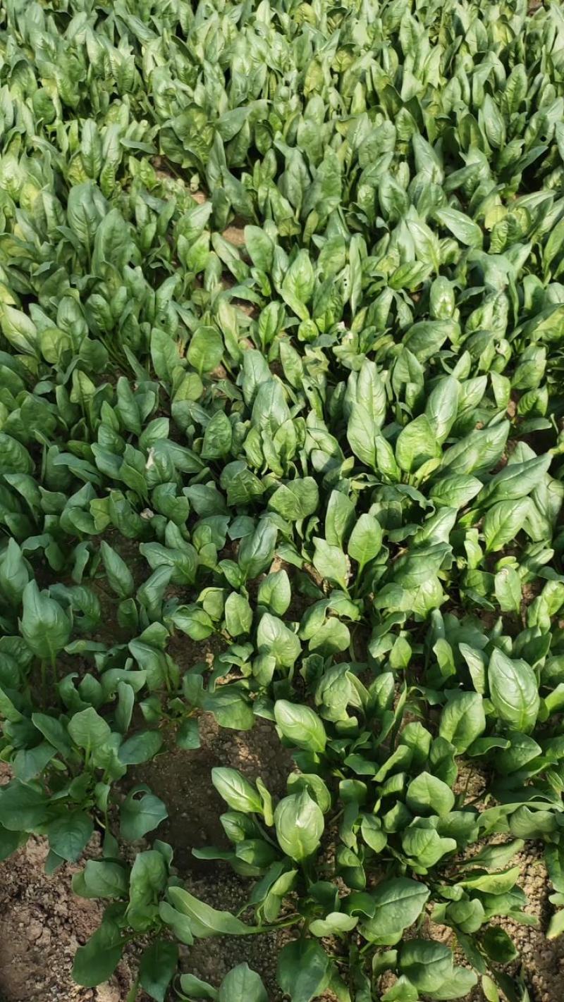 优质菠菜大量供应，货源充足，保质保量，需要的联系我